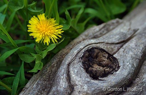 Yin Yang_48918.jpg - Photographed near Ottawa, Ontario - the Capital of Canada.